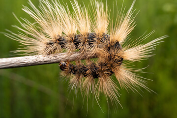 Lepidoptera larvae in the wild state