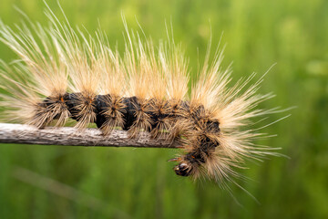 Lepidoptera larvae in the wild state