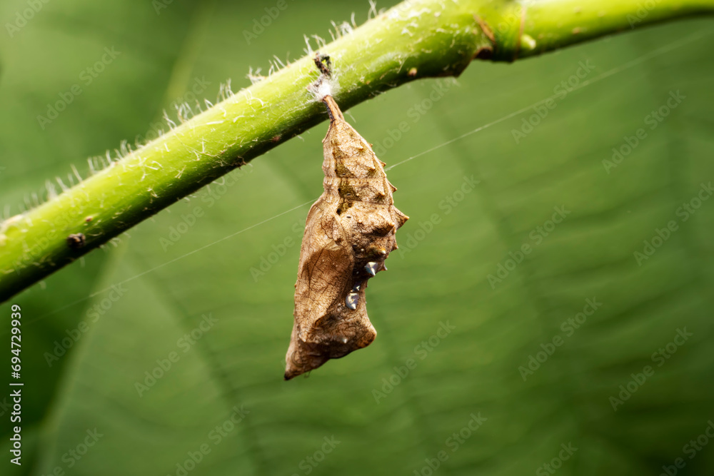 Wall mural vanessa cardui pupa in the wild state