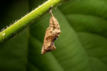 Vanessa cardui pupa in the wild state