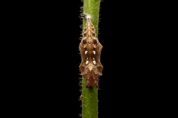 Vanessa cardui pupa in the wild state