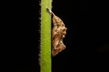 Vanessa cardui pupa in the wild state