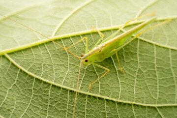 katydid in the wild state