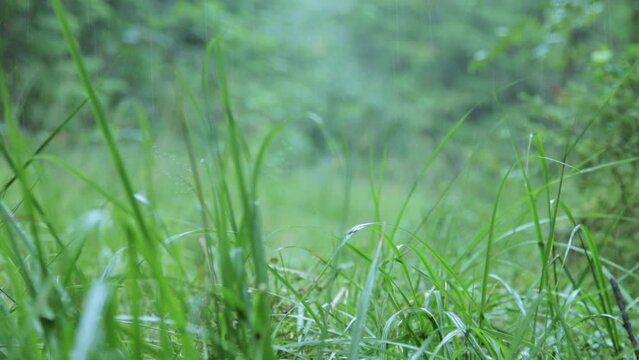 Summer rain in the forest