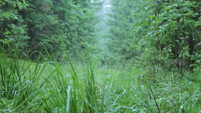 Summer rain in the forest