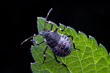 Halyomorpha halys in the wild state