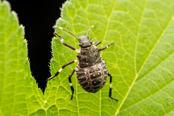 Halyomorpha halys in the wild state