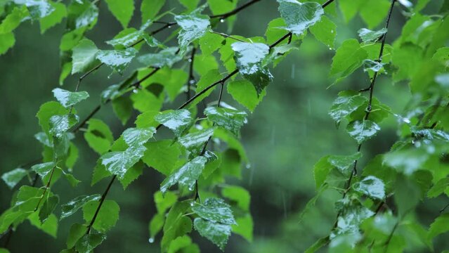 Summer rain in the forest