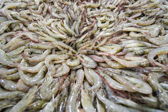 Fresh prawns in a seafood processing factory in North China