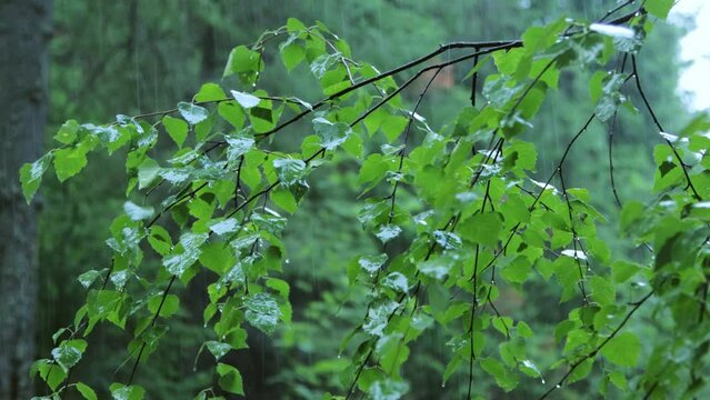 Summer rain in the forest