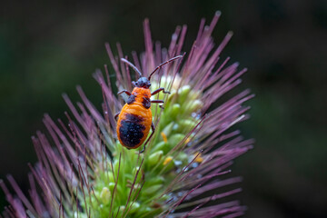 Tropidothorax elegans Distant in the wild state
