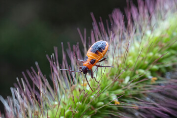 Tropidothorax elegans Distant in the wild state