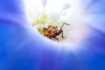 Tropidothorax elegans Distant in the wild state
