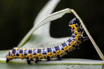 noctuid larvae in the wild state