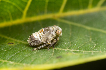 planthopper in the wild state