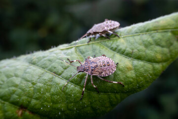 Halyomorpha halys in the wild state