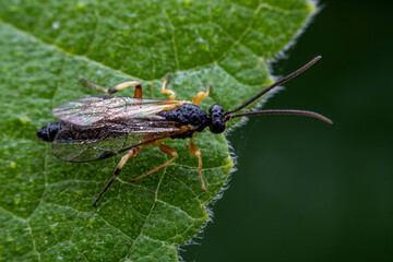 ichneumon flies in the wild state