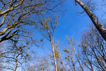 Bare trees in early spring in sunny clear weather