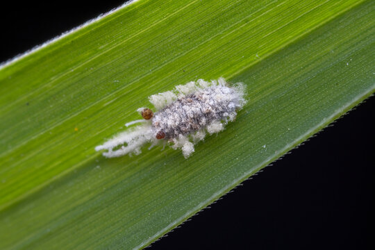 scale insect in nature state