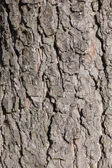 background of tree bark