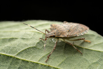 Halyomorpha halys in the wild state