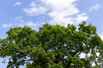 old tall oak with green foliage during drought