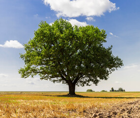 a harvested wheat crop and one oak with green foliage in the field