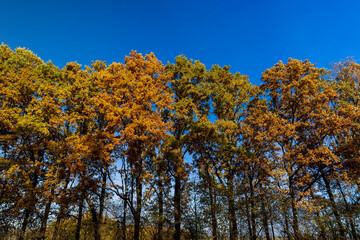 old huge oak with orange autumn foliage