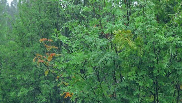 Summer pouring rain in the forest