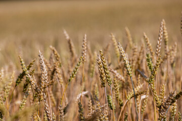 monoculture golden mature wheat in the field