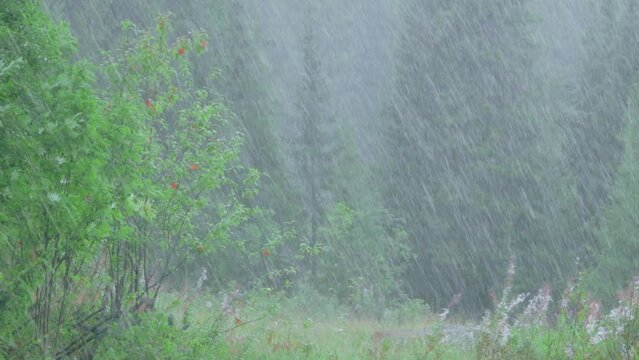 Summer pouring rain in the forest