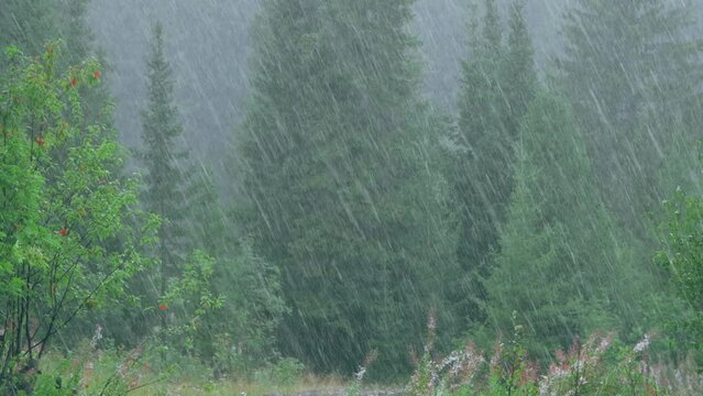 Summer pouring rain in the forest
