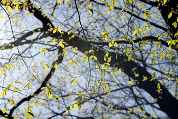 long maple flowers in the spring season, beautiful maple