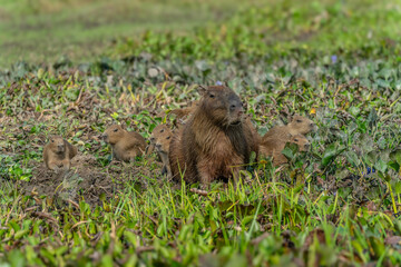 capybara Hydrochoerus hydrochaeris with young Venezuela.