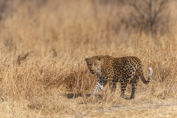 leopard in a tree waiting for prey Africa Kenya