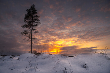 A solitary tree stands tall in a snow-covered landscape at sunset. The sky glows with warm orange and purple hues, contrasting beautifully with the cold winter setting