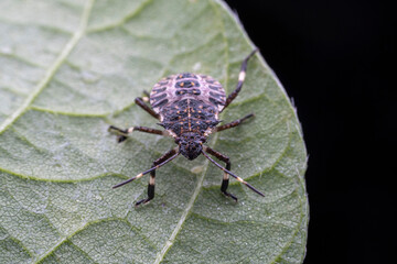Halyomorpha halys in the wild state