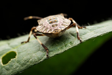 Halyomorpha halys in the wild state