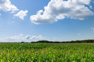 a field for harvesting corn grain