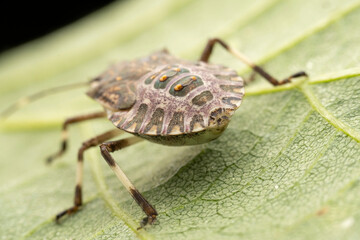 Halyomorpha halys in the wild state