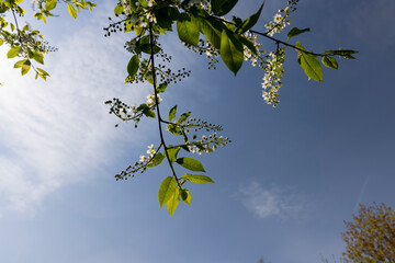 a flowering cherry tree in the spring season, a spring park