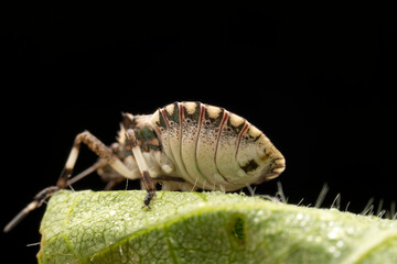 Halyomorpha halys in the wild state
