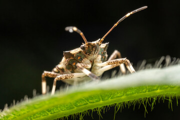 Halyomorpha halys in the wild state