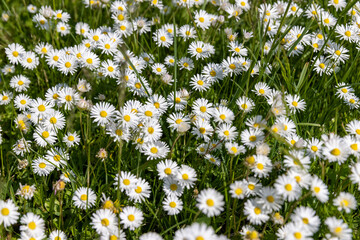white daisy flowers in the park in spring