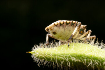 Halyomorpha halys in the wild state