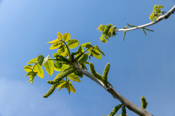 a flowering walnut tree in the spring season, a spring park