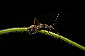 Riptortus pedestris in the wild state