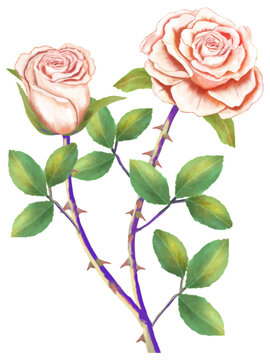 ピンク色の薔薇の花（水彩画）
