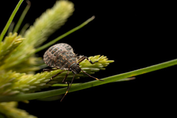 Halyomorpha halys in the wild state