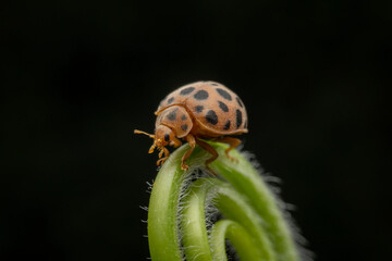 henosepilachna vigintioctomaculata in the wild state